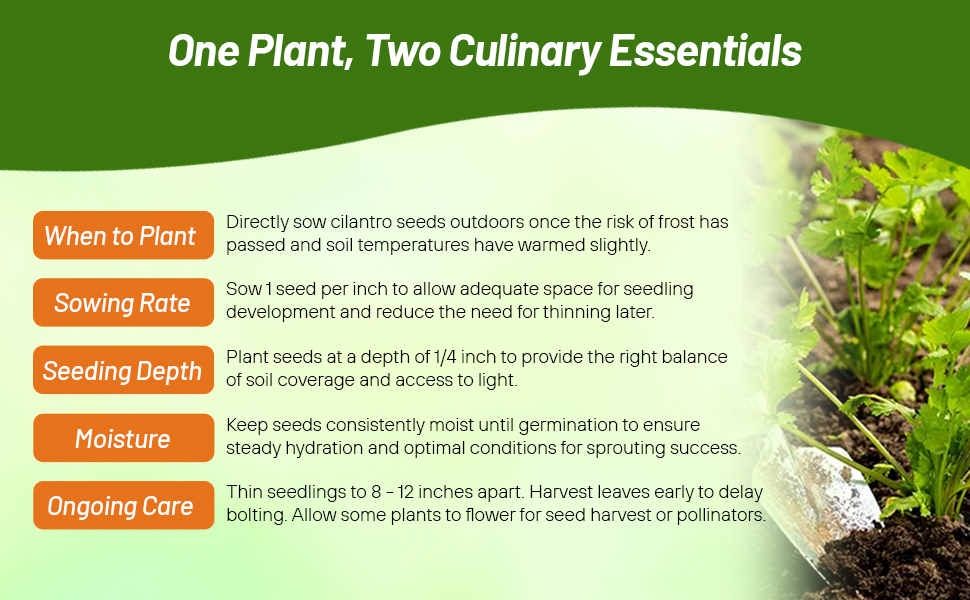 Planting Directions & Care For Cilantro Herbs