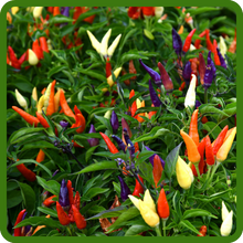 Ornamental Pepper Colorful Fruits