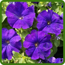 Blue Petunia Multiflora Long Bloom Season