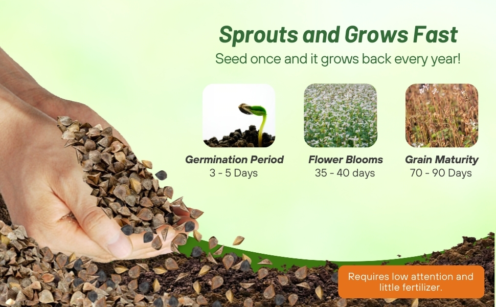 Buckwheat Seed Sprouts High Germination