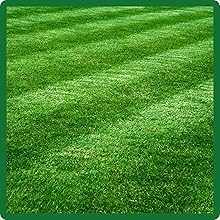 Dark Green Midnight Kentucky Bluegrass Lawn Seed