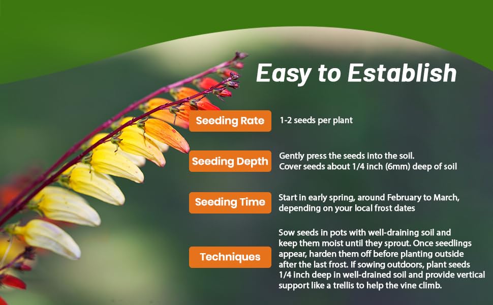 Mina Lobata Firecracker Vine Planting Directions For Flower Seeds