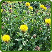 Yellow Perennial Cornflower