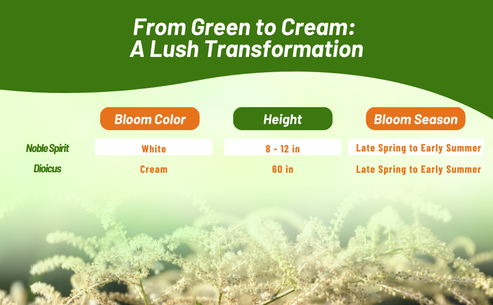 Bloom Season, Color, & Height Chart of Aruncus Goat's Beard