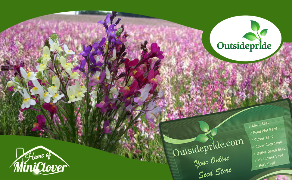 Toadflax Wildflower Meadow Planted From Flower Seeds