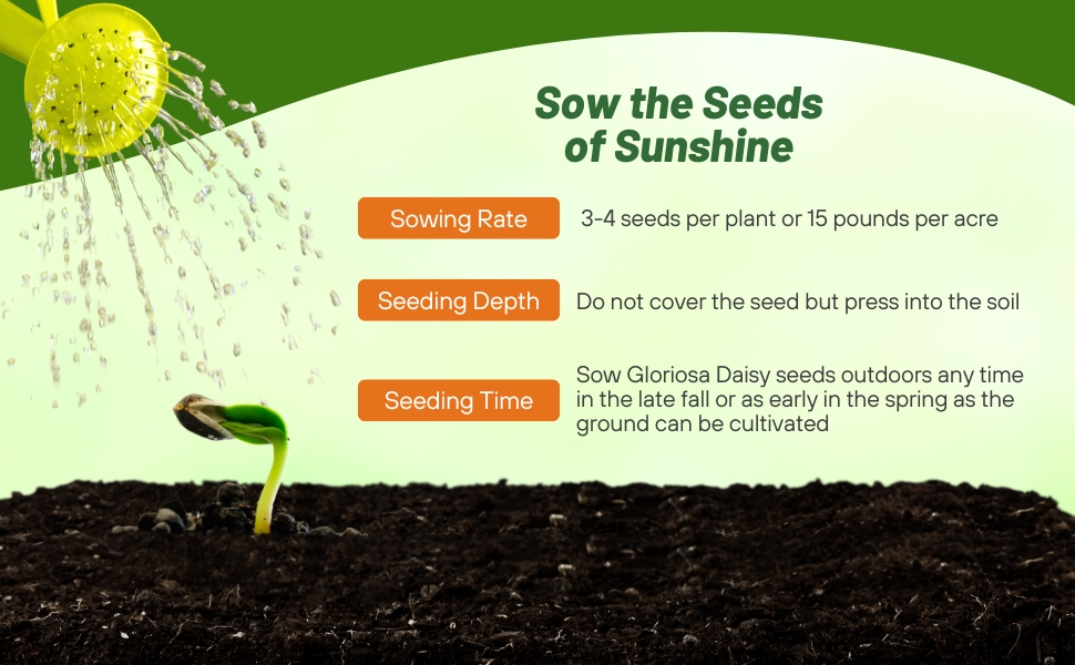 Planting Directions For Gloriosa Daisy Indian Summer Flower Seeds