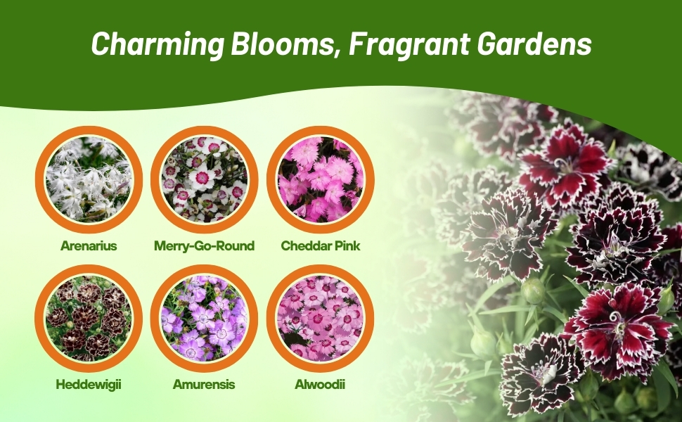 Varieties of Dianthus Flowers For Sale
