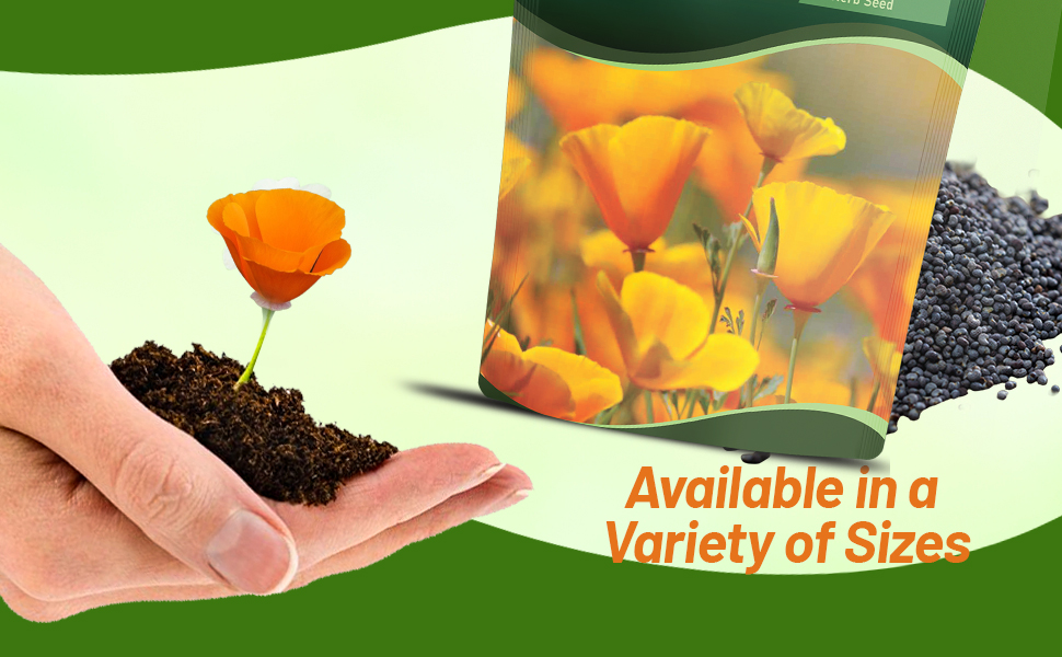 Orange California Poppy Bulk Seed Bag For Planting