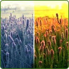 Heat & Cold Tolerant Liatris Gayfeather USDA zones 3 - 10