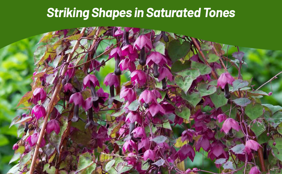 Purple Bell Climbing Vines For Trellises and Landscaping