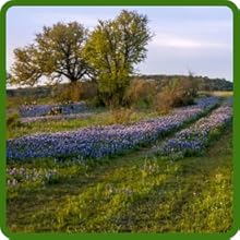 Drought Tolerant Texas Bluebonnet