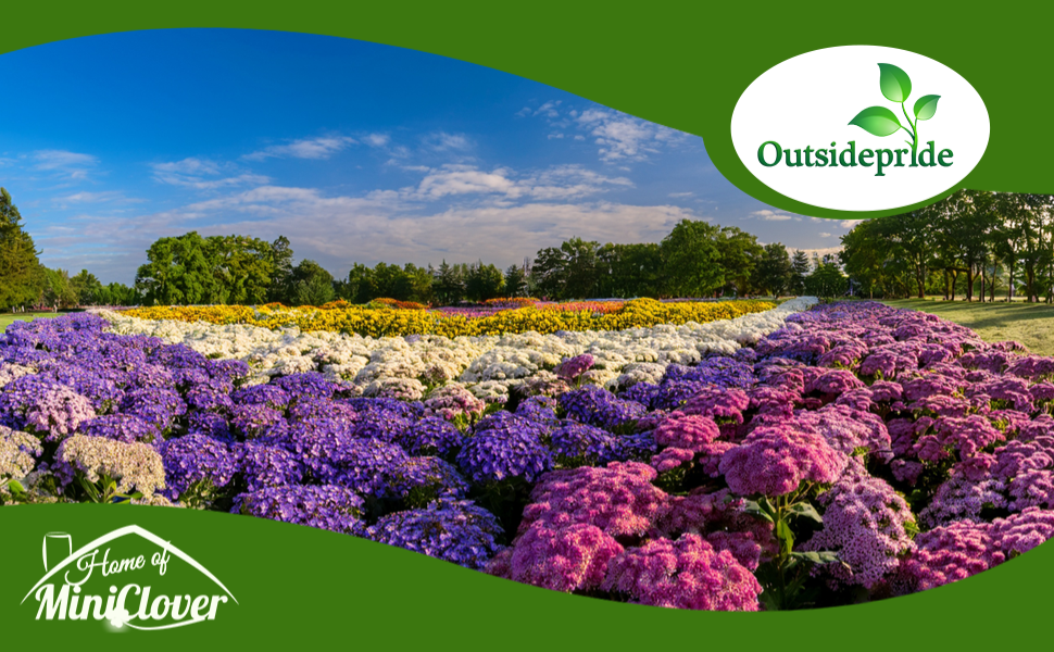 Field of Ageratum Floss Flowers