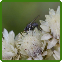 Pollinator-Friendly Antennaria Pussytoes Dwarf Ground Cover
