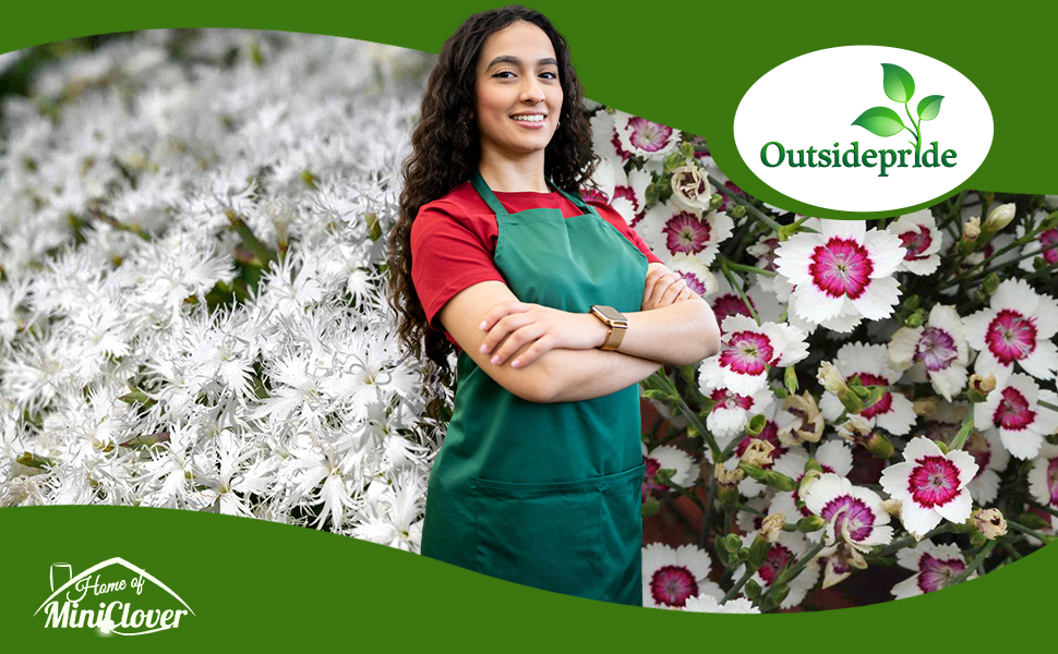 Dianthus Plants in Flower Garden