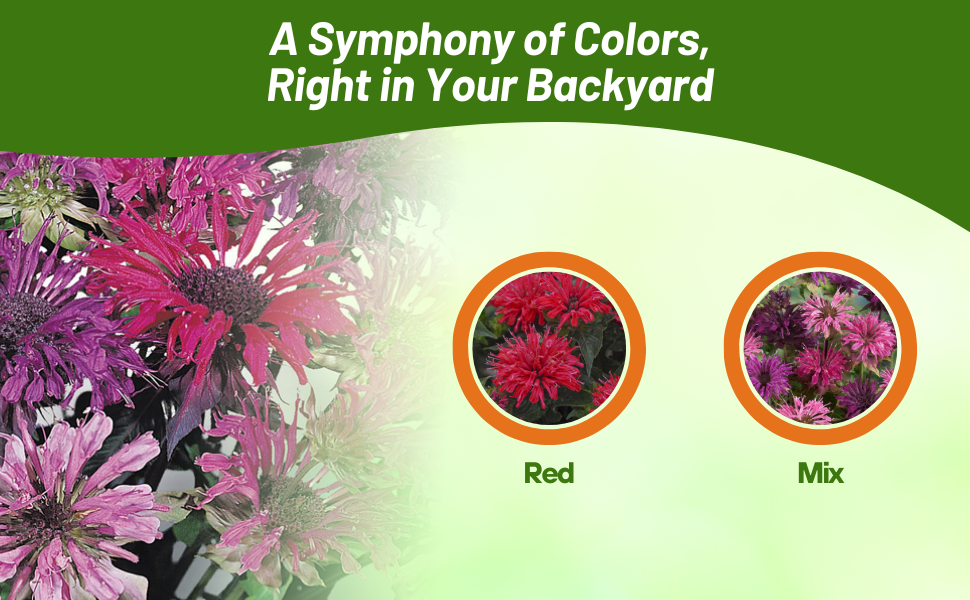 Red & Mixture of Monarda Didyma Bee Balm Flower Seeds