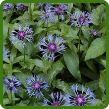 Drought Tolerant & Hardy Perennial Cornflower