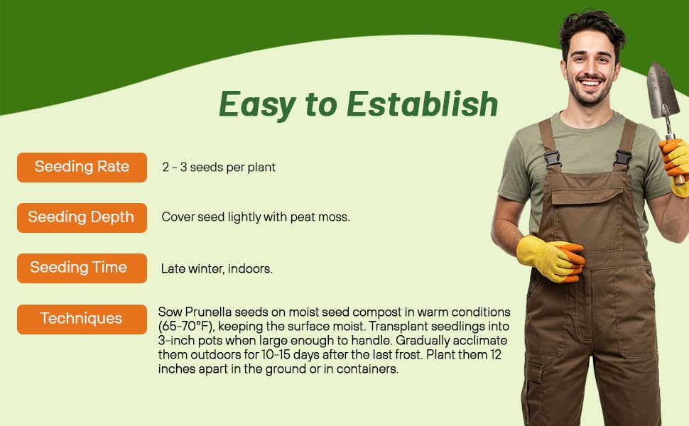 Planting Directions For Prunella Ground Cover Seeds