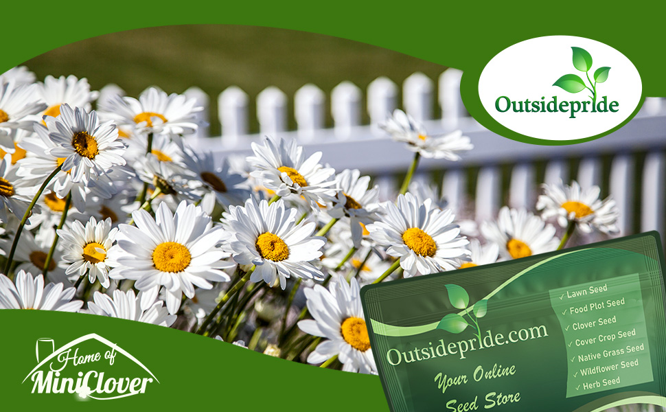 Chrysanthemum Shasta Daisy Flower Garden