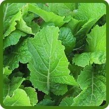 Premium Forage Blend Deer Greens