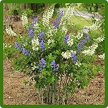 Drought Tolerant Baptisia Indigo Plants