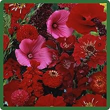 Vibrant Red Color Flowering Blooms