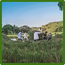 Fast Establishing Pasture Seed