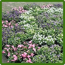 Season-Long Delight Asarina Scandens Climbing Snapdragon