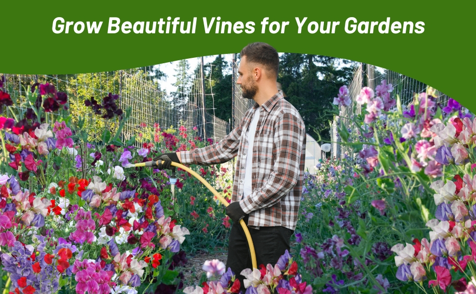 Man Watering Flower Garden of Royal Sweet Pea Flowers
