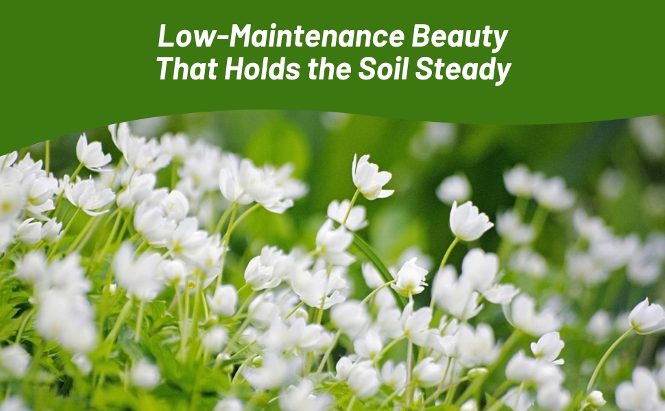 White Flowering Sagina Subulata Irish Moss Ground Cover