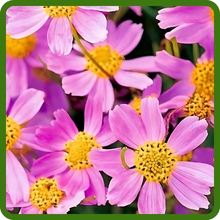 Dense Flower Clusters of Coreopsis Rosea American Dream