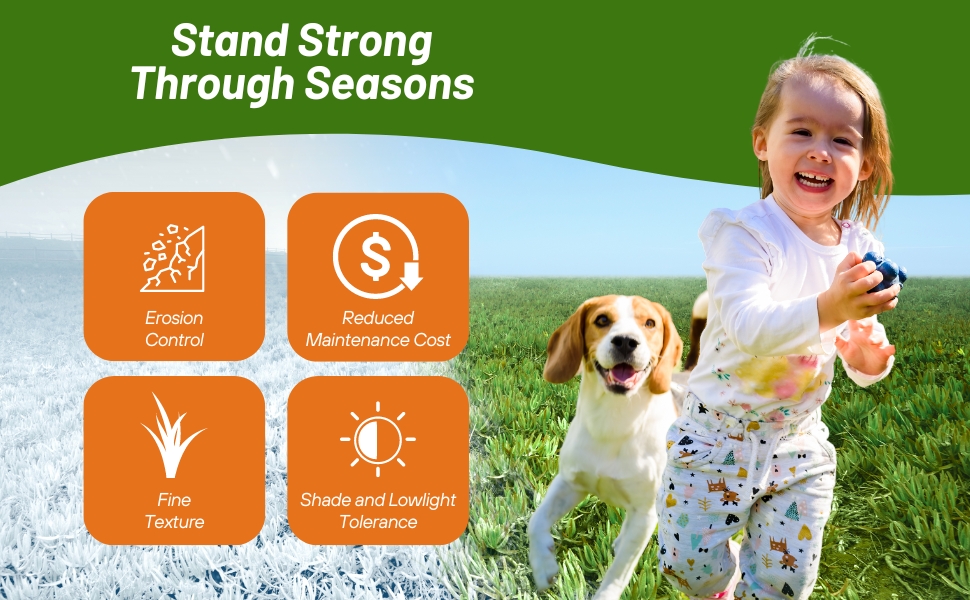 Seasore Paspalum Heat & Drought Tolerant Lawn Grass Seed