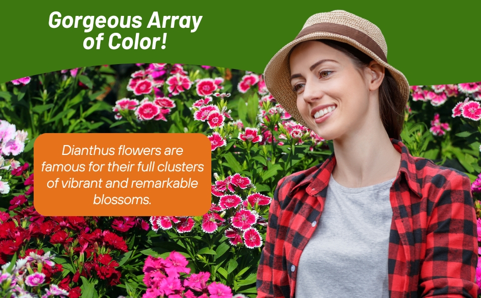 Women Standing in Dianthus Sweet William Flower Garden