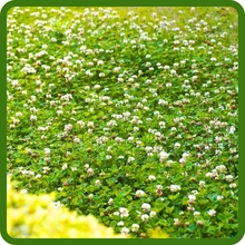 White Dutch Clover Seed (1/2 Lb) – Coated & Inoculated For Lawns, Ground Cover, And Bees