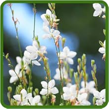 Drought and Heat Tolerant Gaura Plants