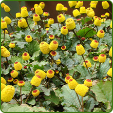 Perennial Toothache Plant Medicinal Herb
