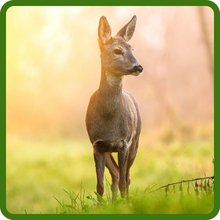 Deer Proof Early Sunrise Coreopsis Flowers