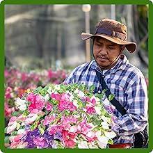 Perennial Lathyrus Sweet Peas Cut Flowers