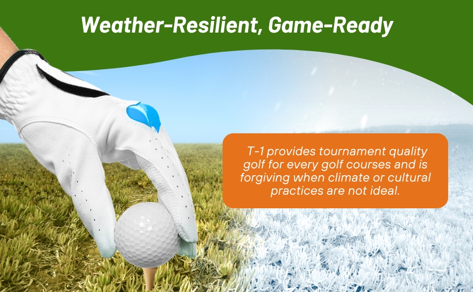 Professional T-1 Golf Course Fairway, Tee, & Putting Green Seed