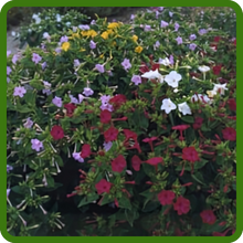Night Blooming of Mirabalis Jalapa Four O' Clock