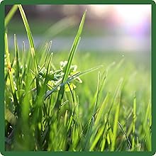 Bluish-green, Fine Textured Sheep's Fescue Grass Seed