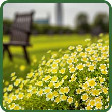 Compact Growth of Meadowfoam Poached Egg Plant Limnanthes