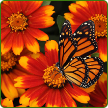 Butterfly on Zinnia Zahara Red Sunburst Flower