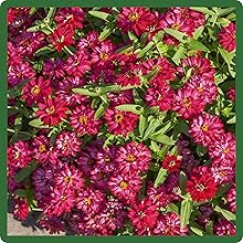 Outdoors Zinnia Profusion Double Hot Cherry