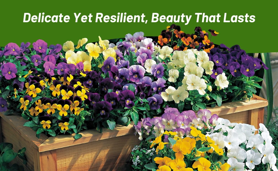 Viola Container Flower Garden