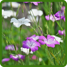Elegant Blooms of Agrostemma Flowers