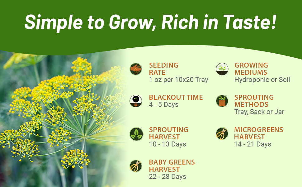 Planting Directions For Dill Herb Seeds