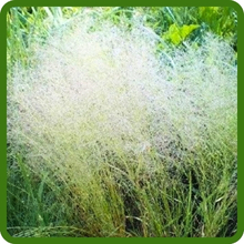 Self-seeding Agrostis Nebulosa Cloud Ornamental Grass