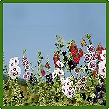 Hollyhock Flowers Attracting Pollinators