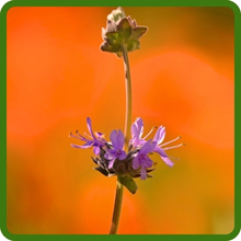 Drought Tolerant Blue Sage