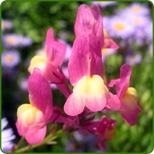 Toadflax Snapdragon like Flowers